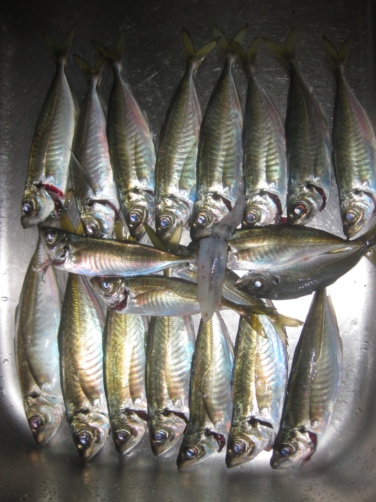 7 紙魚のつぶやき