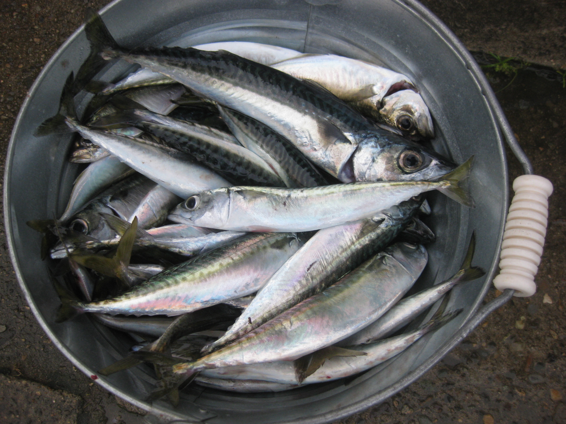 庄内浜釣り速報 中 小サバ群れる 大サバ混じり 紙魚のつぶやき