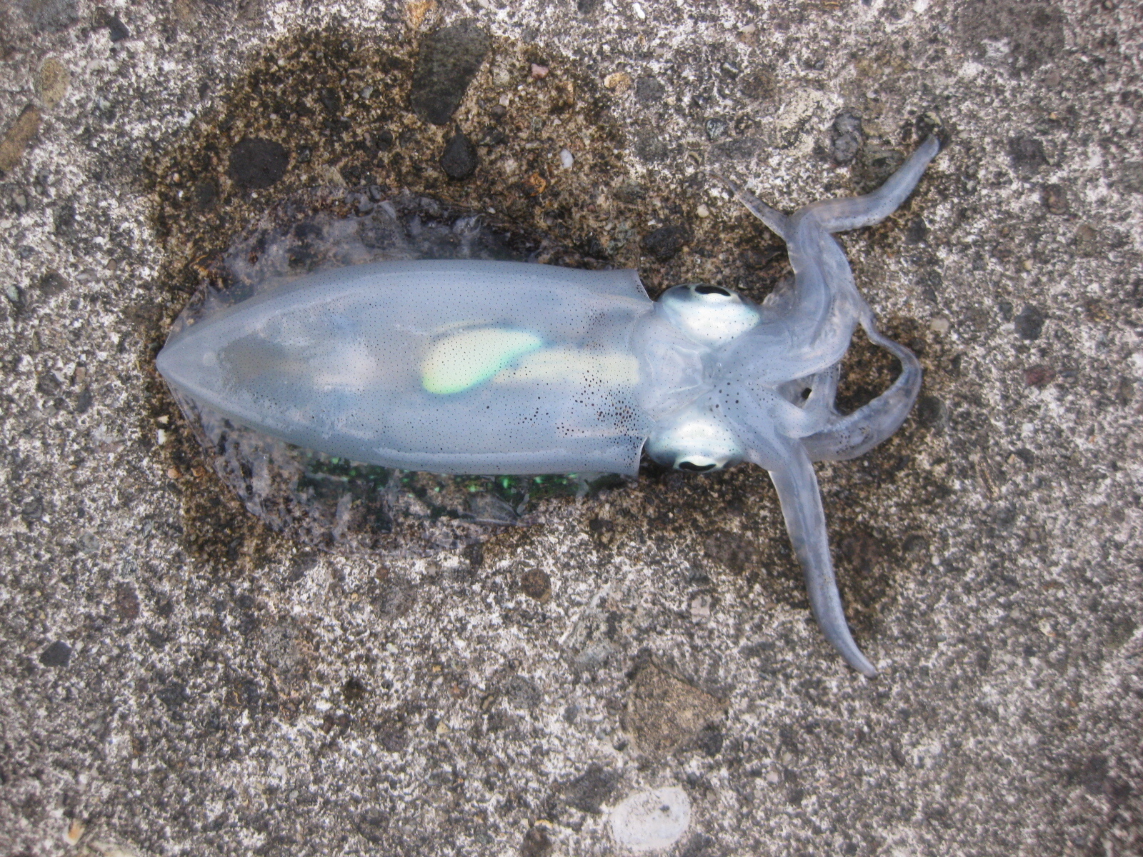 田舎暮らし 庄内浜釣り速報 絶品アオリイカの新子 紙魚のつぶやき