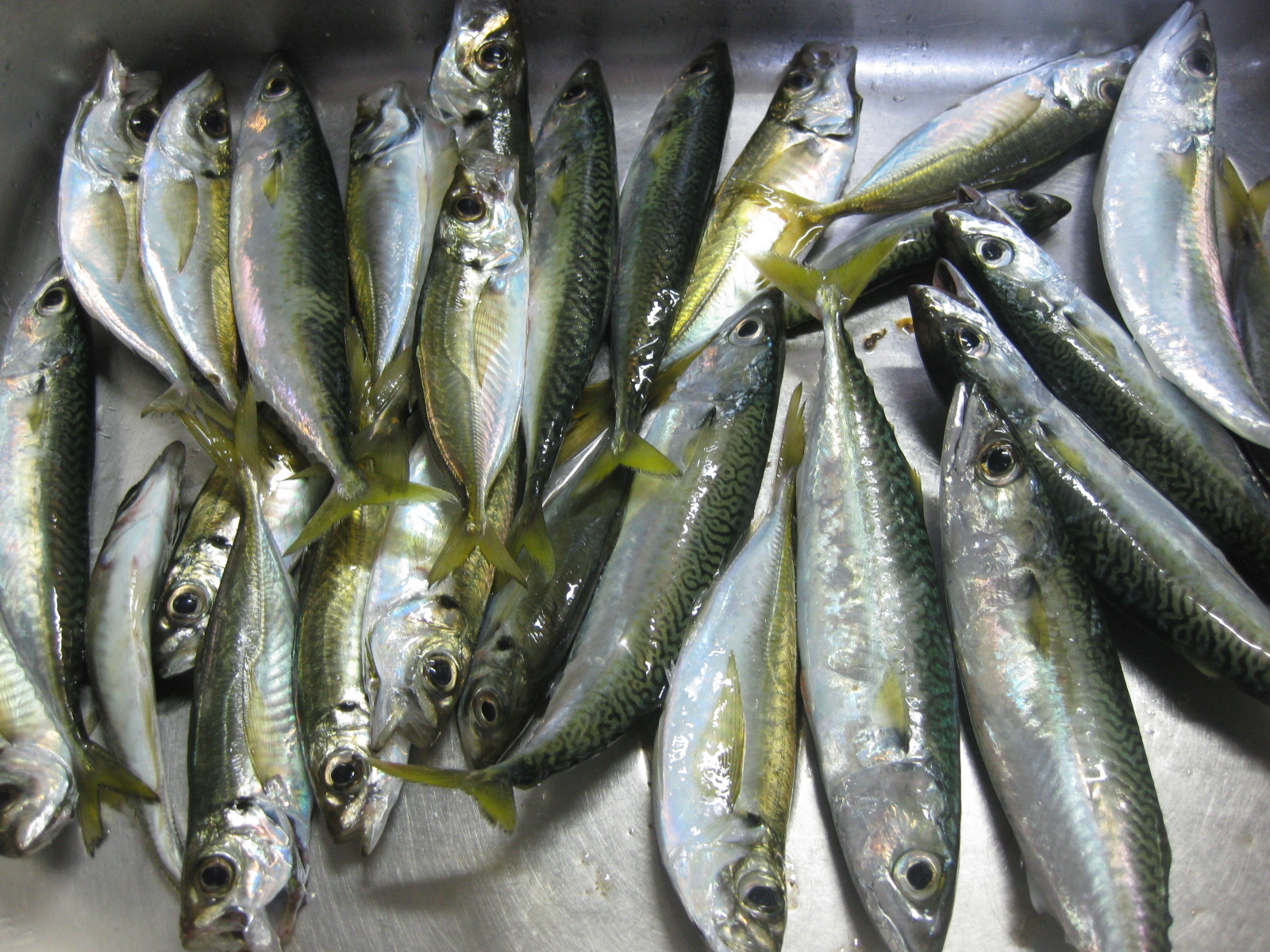 田舎暮らし ～ 庄内浜釣り速報 むらっけあるも秋の回遊魚釣り本番 