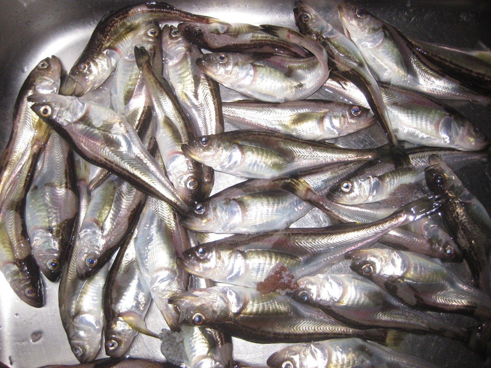 釣り 2019 ハタハタ