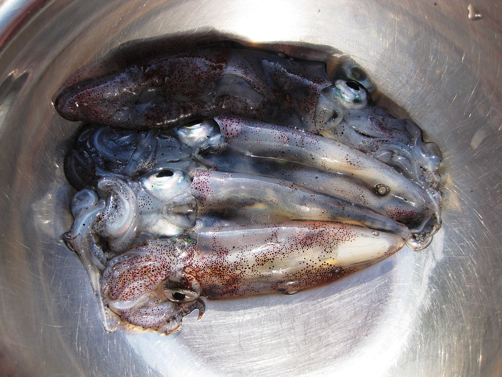 3 紙魚のつぶやき