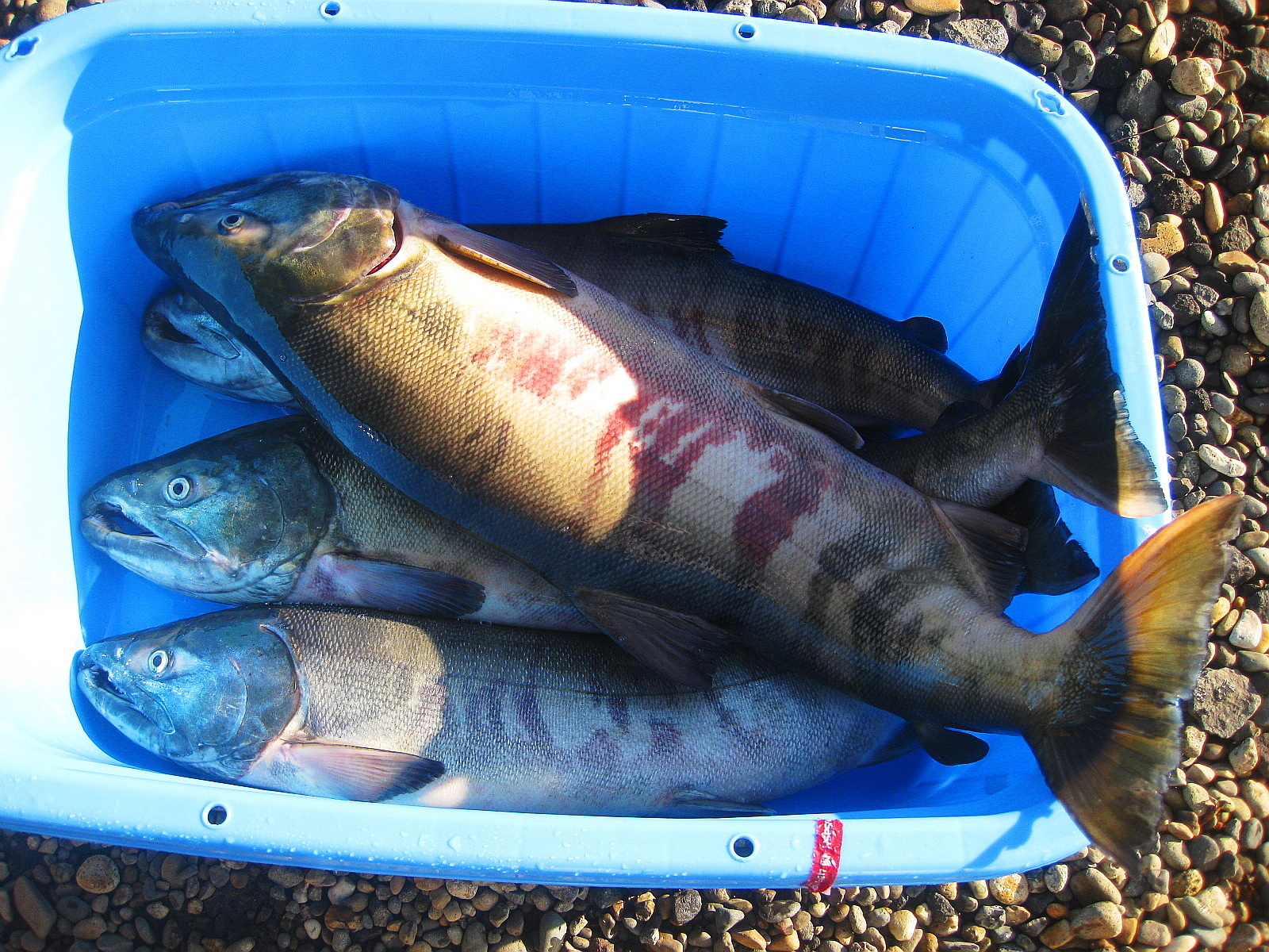 メジカ 庄内の月光川に遡上する大型のシロザケ 紙魚のつぶやき