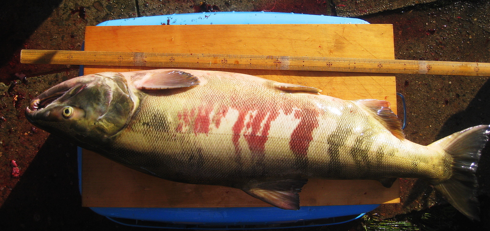 メジカ 庄内の月光川に遡上する大型のシロザケ 紙魚のつぶやき