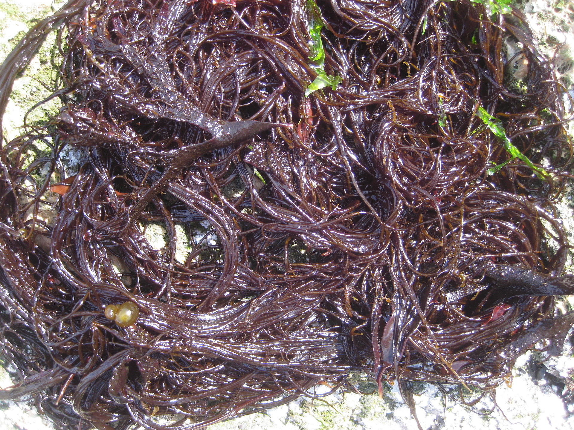 田舎暮らし 庄内浜のモズク 紙魚のつぶやき