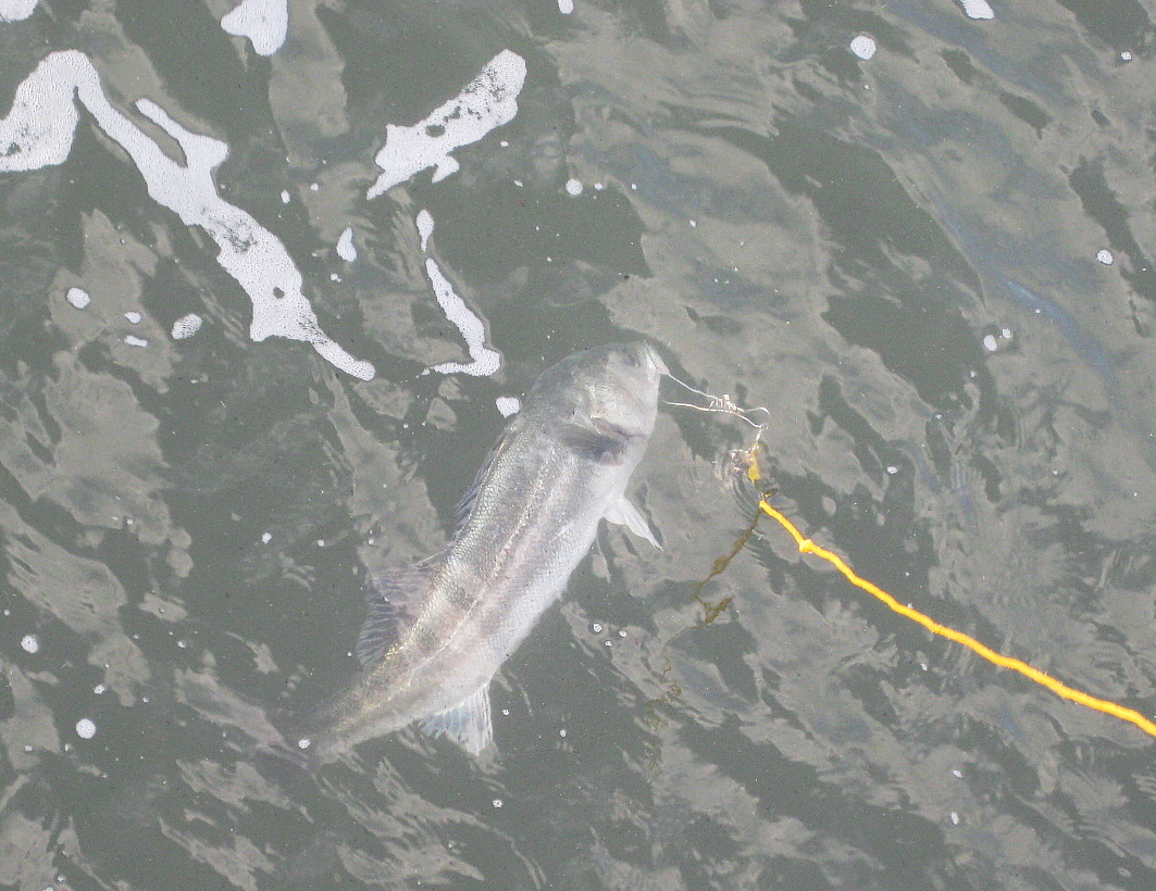 庄内浜釣り速報 サケ稚魚スズキ 紙魚のつぶやき